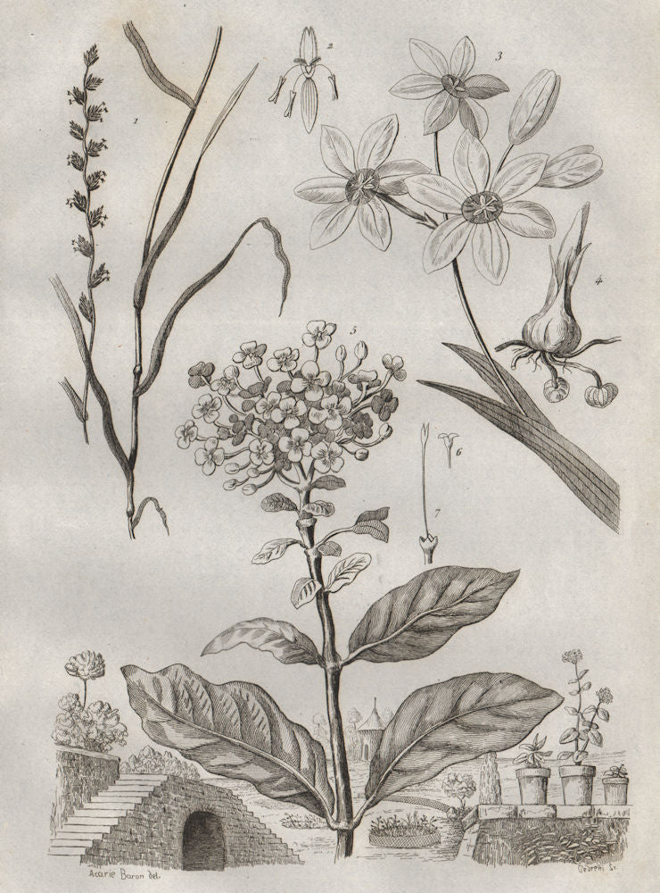 PLANTS. Ivraie (Darnel). Ixia. Ixora 1834 old antique vintage print picture